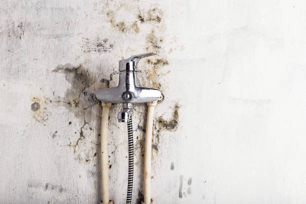 Best Residential Mold Remediation in Woodville, FL