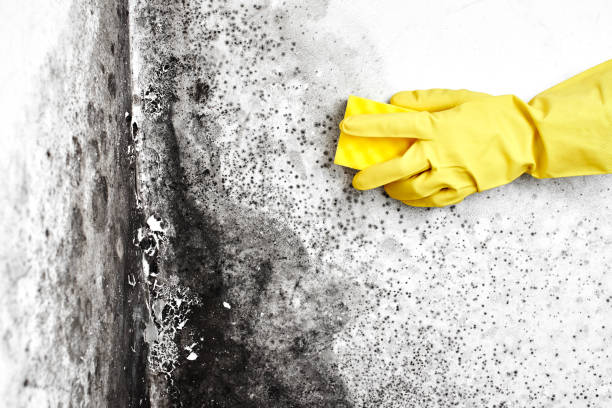 Best White Mold Remediation in Woodville, FL