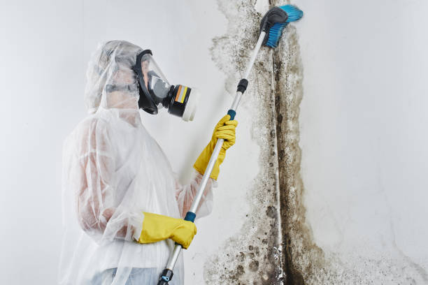 Best Mold Testing and Inspection Services in Woodville, FL