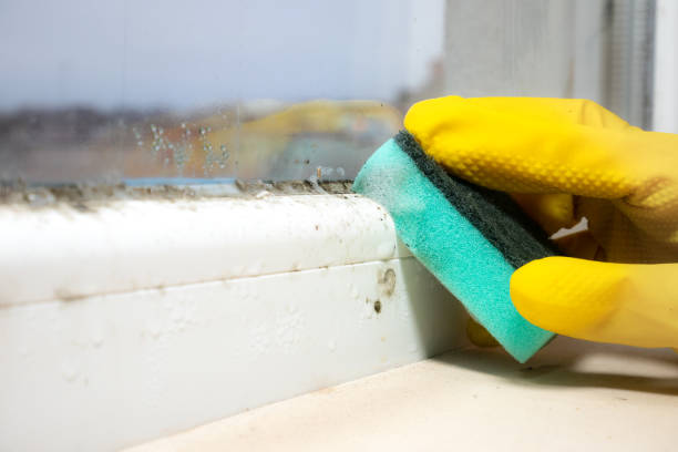 Best Post-Flood Mold Remediation in Woodville, FL