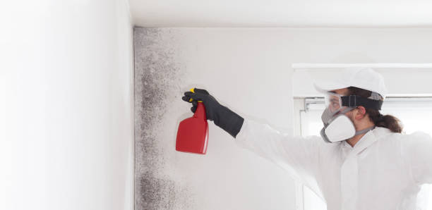 Best Crawl Space Mold Remediation in Woodville, FL