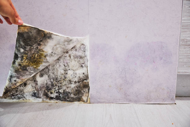 Best Emergency Mold Remediation in Woodville, FL
